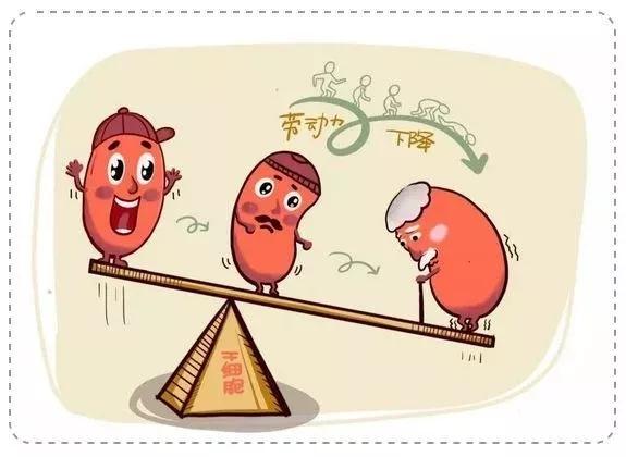 科普漫画我们身体里的干细胞