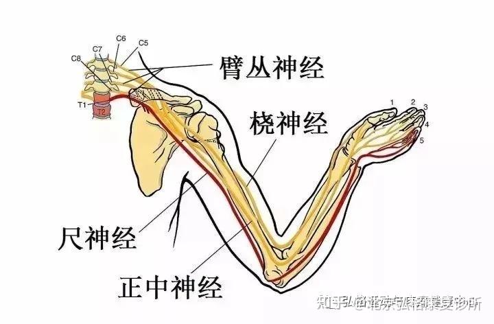 运动损伤导致的各个神经运动及感觉障碍的部分定位关系