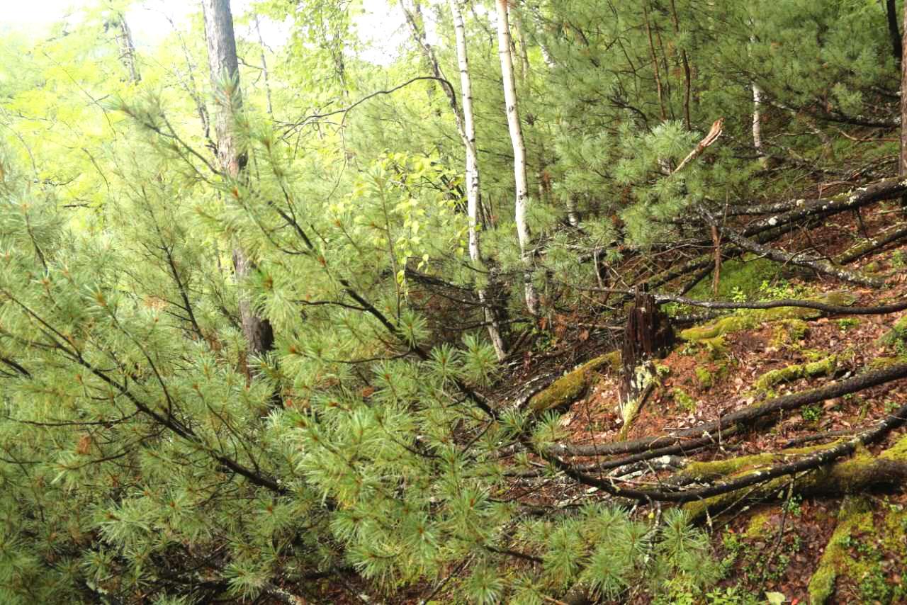 这就是偃松,其实偃松就是趴在地上的松树,我就是这么理解滴!