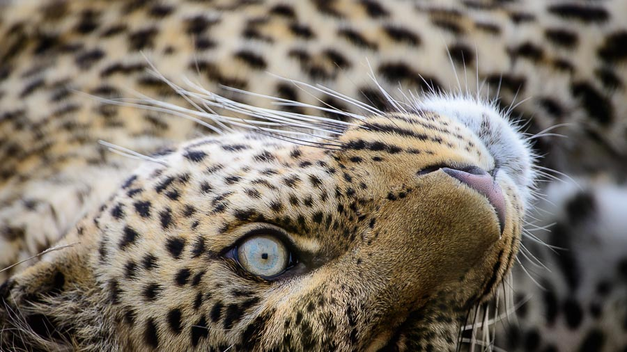 邂逅花豹,最可遇不可求了.最讨厌热闹和纠缠的家伙.