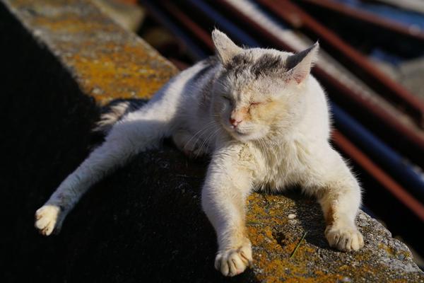 冲岛 猫岛 知乎