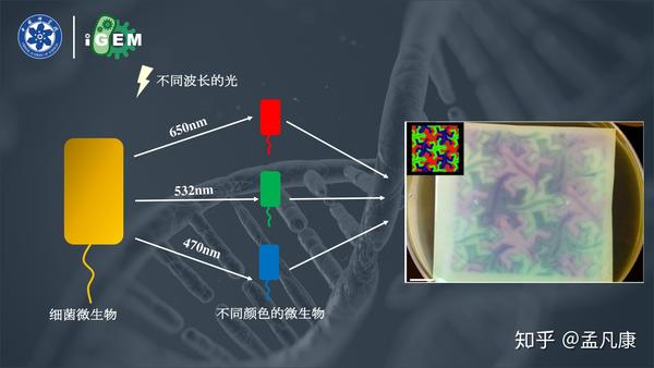 合成生物学的现在与未来丨国科大中学生夏令营科普演讲 知乎