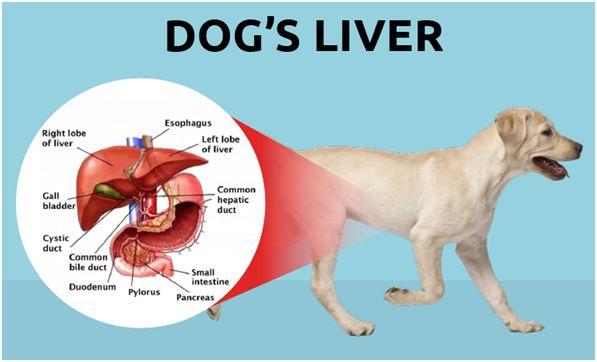 犬脾脏位置图片