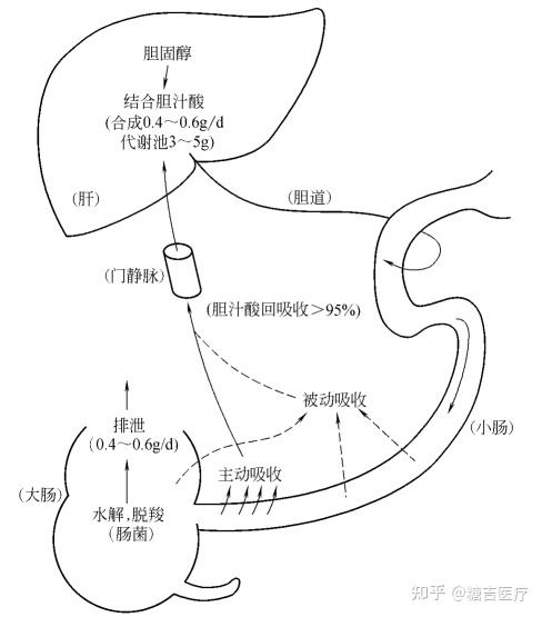 肝肠循环示意图图片