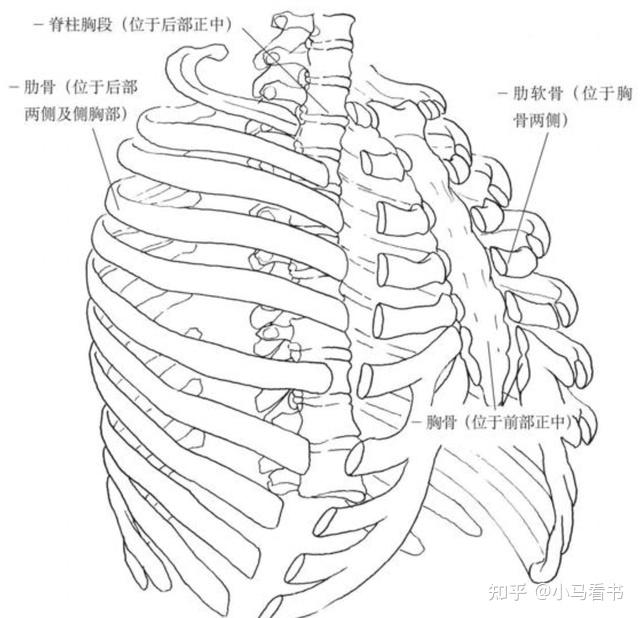 01 呼吸相关的骨骼(重点介绍胸廓部位)