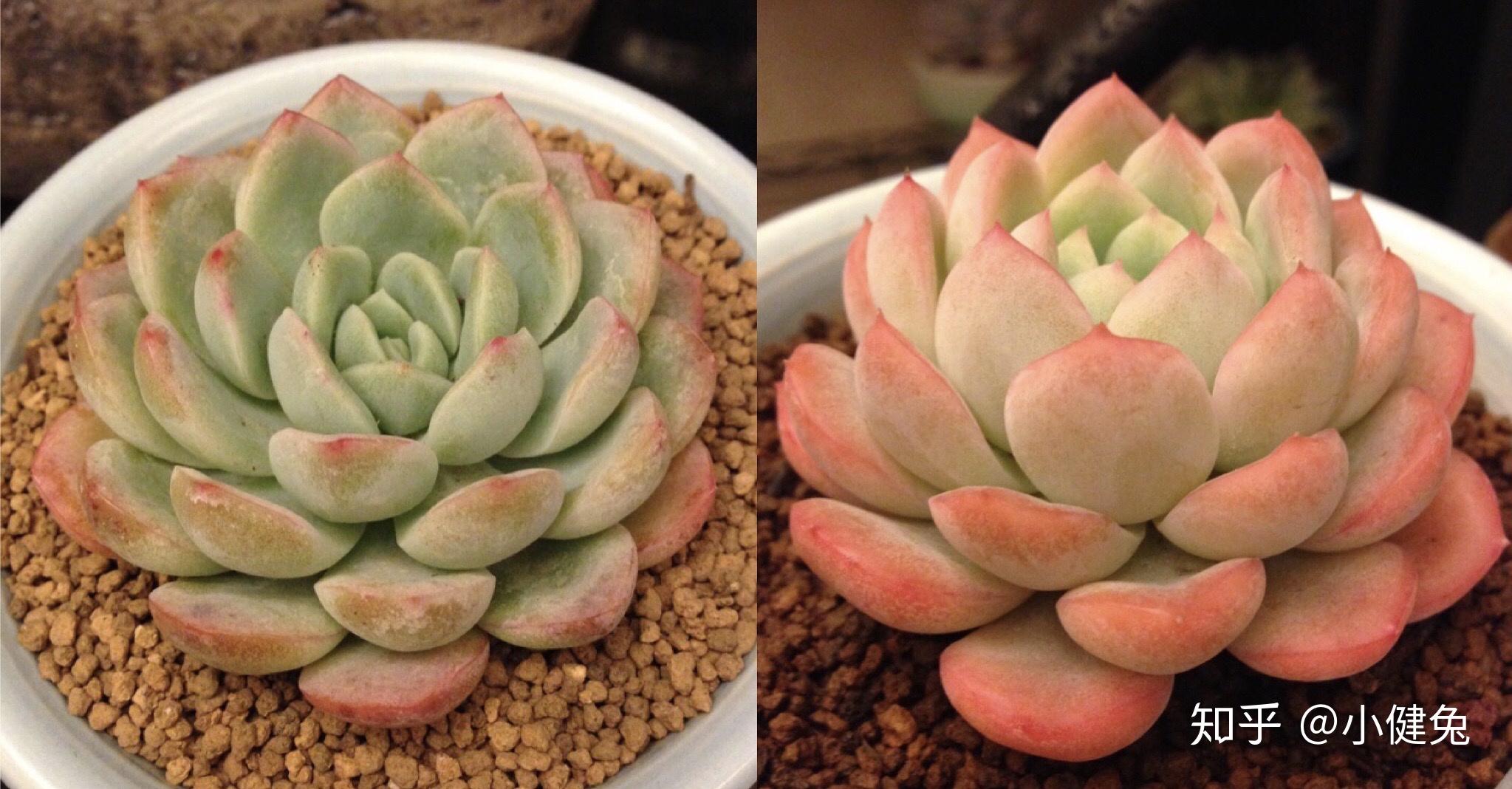 新手多肉推荐品种 v2-1c2862d79f7c453cf57601b52e02aea7_r.jpg