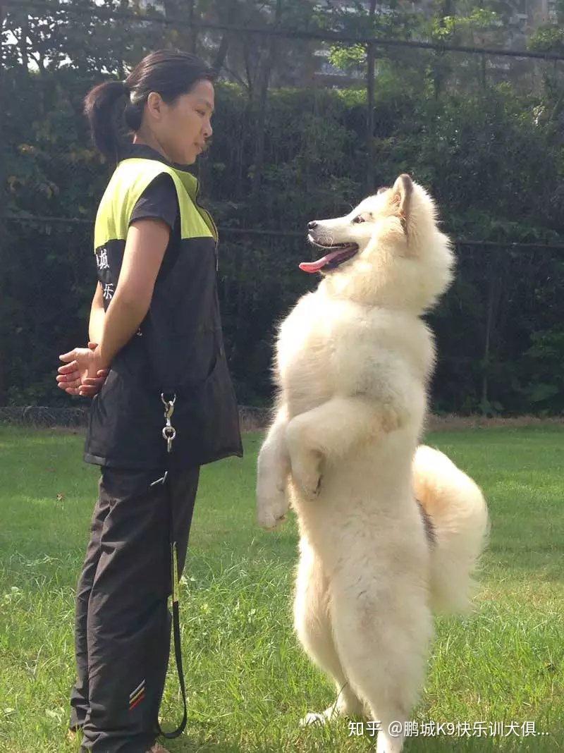 深圳训犬鹏城k9快乐训犬俱乐部阿拉斯加训练
