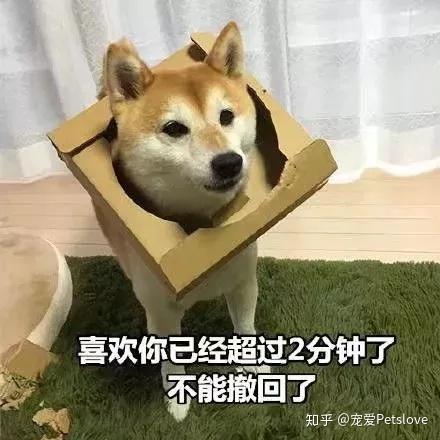 狗为啥会突然笑出声 v2-1c3144975b038cc81d290429d2c4a0df_r.jpg