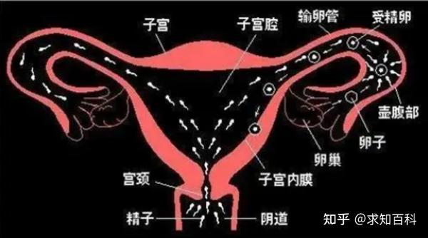 人类卵子接受精子的那一刻,会爆发出一阵巨大闪光!明亮而耀眼 - 知乎