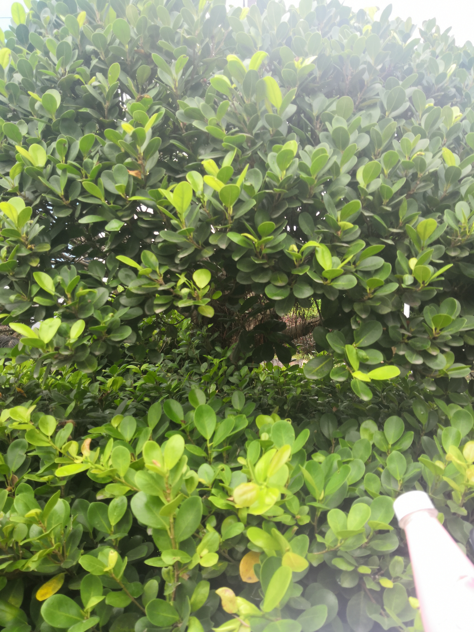 垂叶榕7.黄槐决明8.朱樱花9.假连翘总状花序,叶对生,4雄蕊10.海桐11.