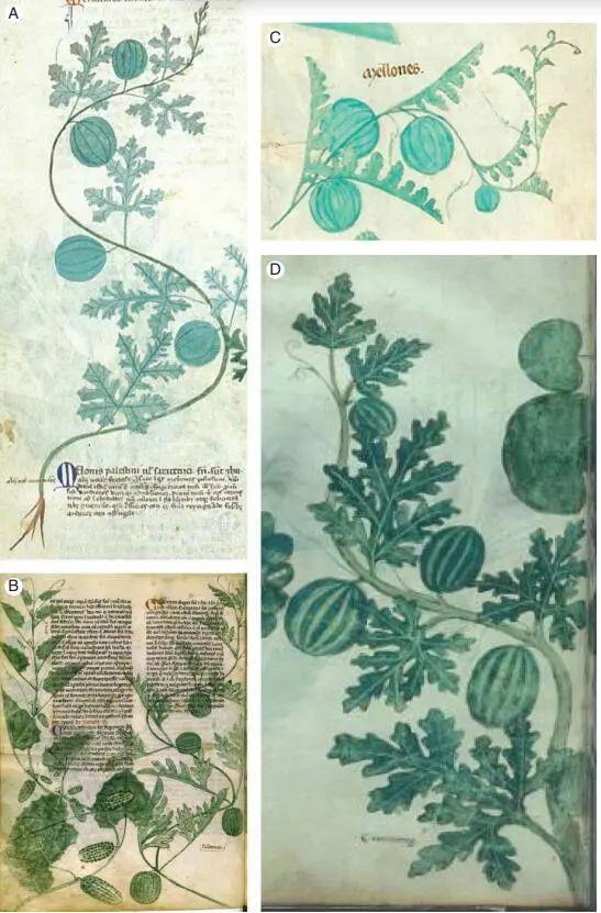 驯化西瓜的四千年历史