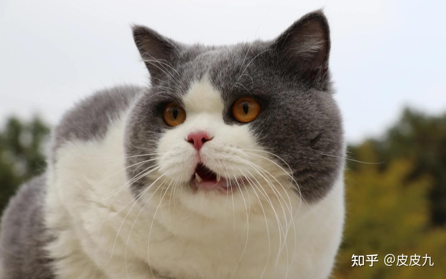 猫咪不听话怎么办？如何教育小猫？科学训猫，养出乖巧猫咪 - 知乎