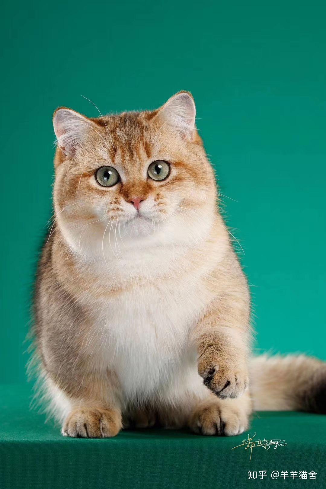 金点矮脚猫的由来