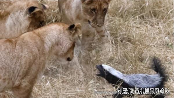 第4200回:世界上最无所畏惧,捕蛇专家蜜獾狐獴 - 知乎