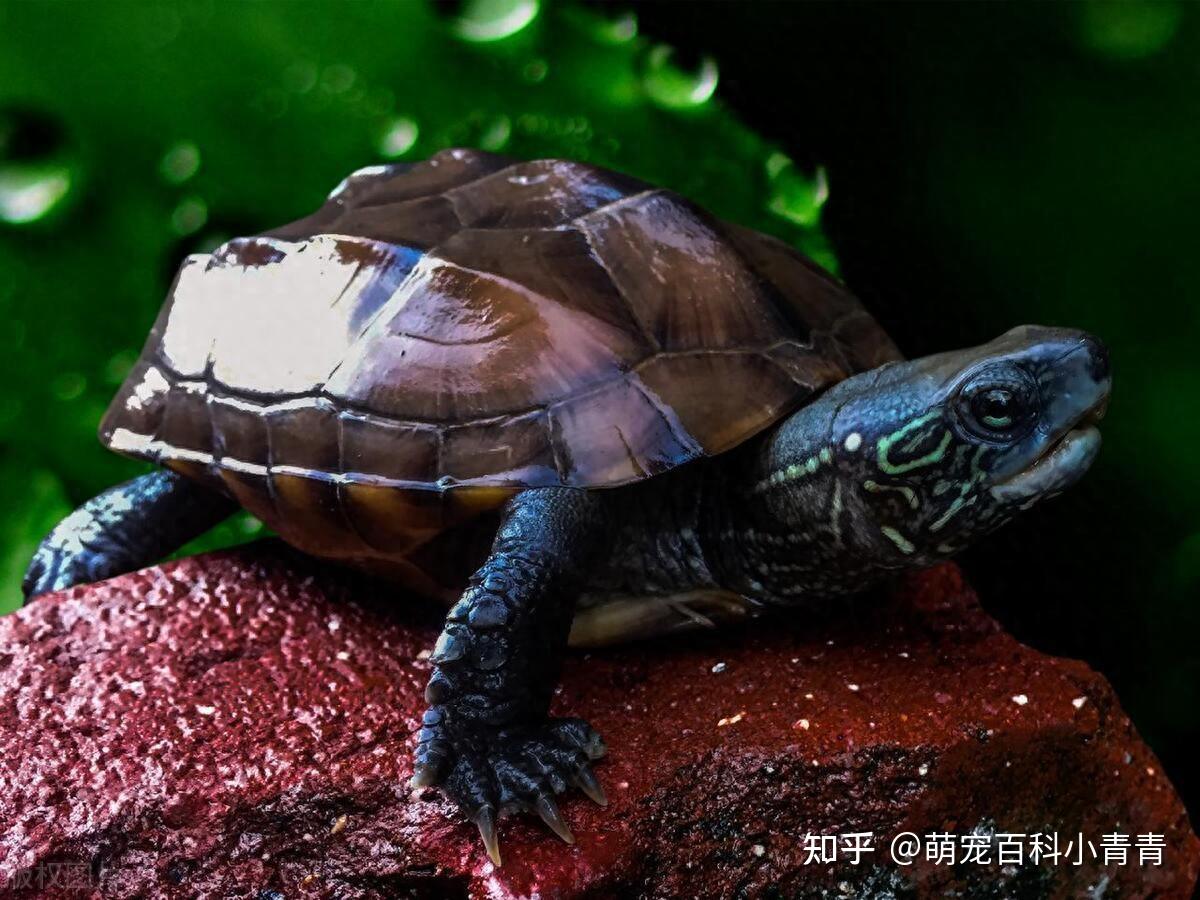 半水龟和水龟有什么区别，一文搞懂半水龟、水龟、拟水龟的概念！ - 知乎