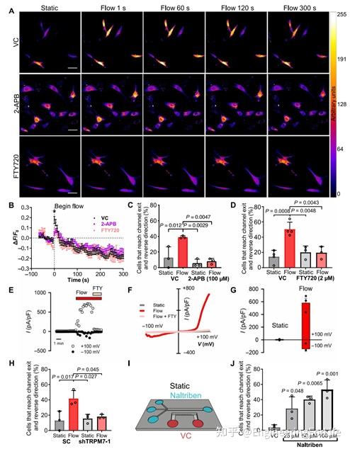 Science Advances: 细胞的剪切应力传感器 - 知乎