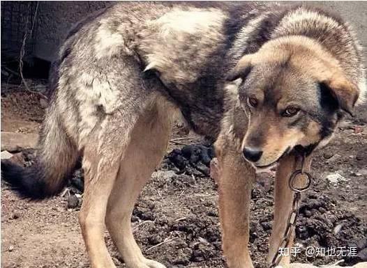 二十年养狗史一把辛酸泪记曾经的乐与悲叹今日之不可得