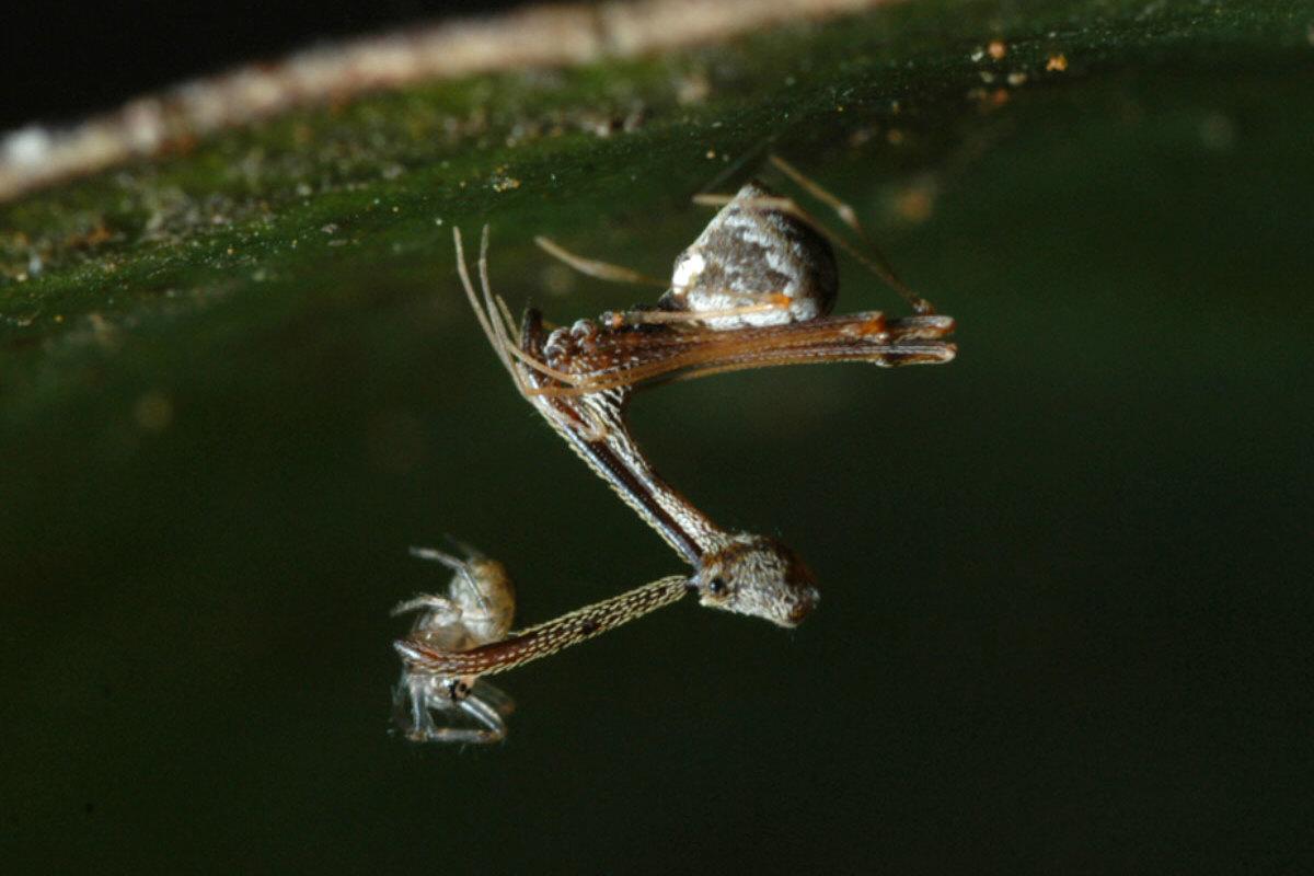 相煎何太急二古蛛科