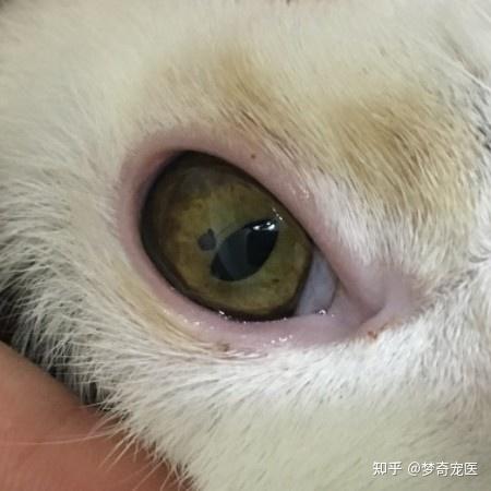猫咪眼睛黑色素瘤图片