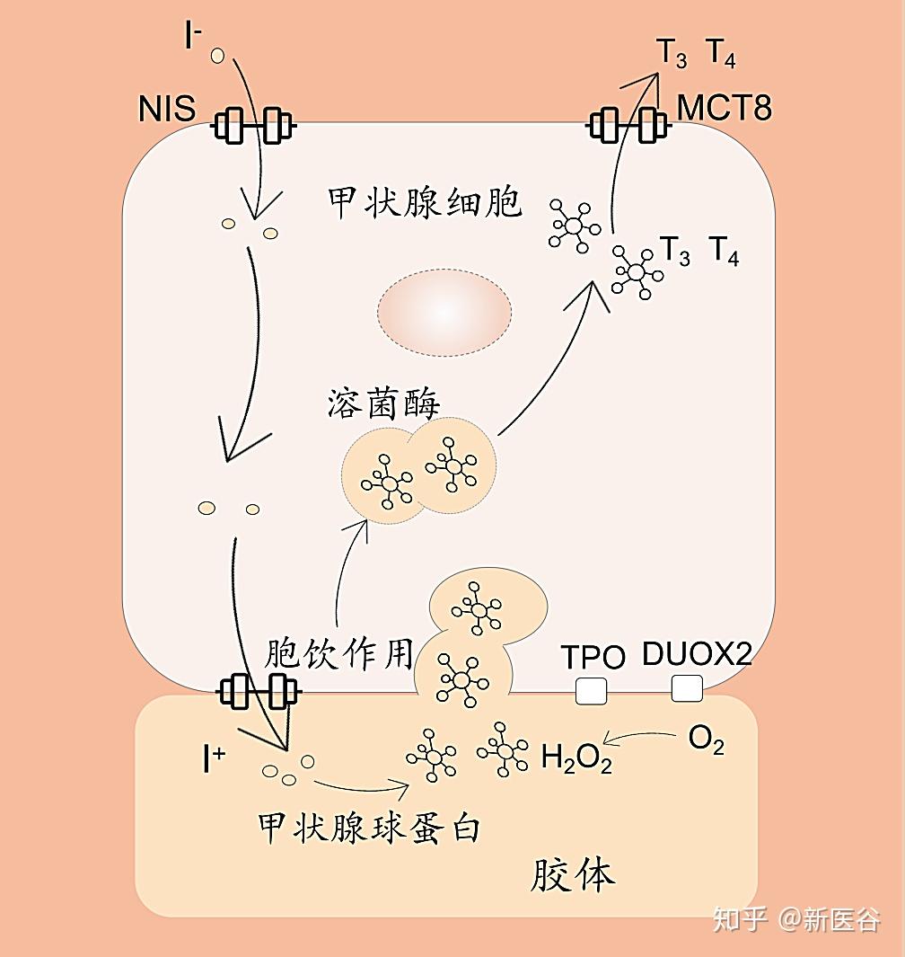甲状腺素(t3)和三碘甲状腺原氨基酸(t4),由甲状腺滤泡上皮细胞合成,并