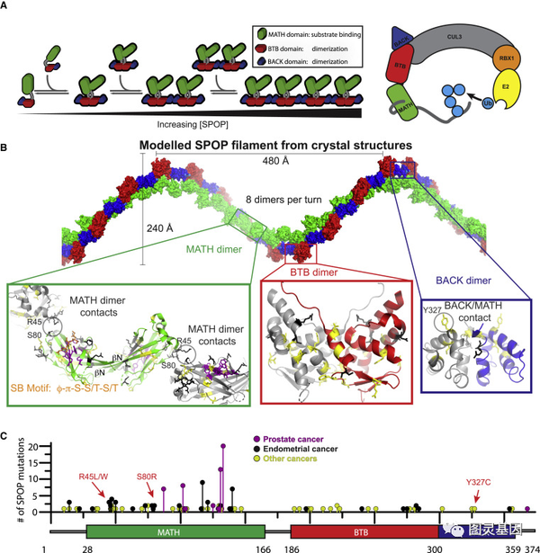 Mol Cell | 揭示SPOP蛋白如何在癌症中发挥作用 - 知乎