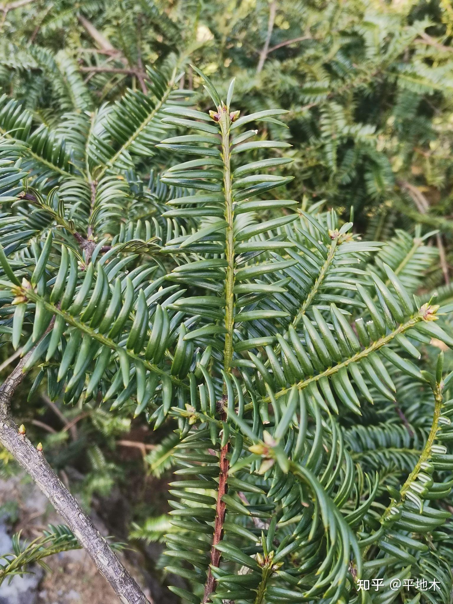 香榧树叶子2021年11月1日指个路标:东经120.21,北纬29.69,海拔535.