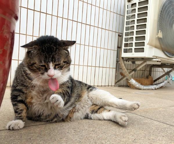 全世界最丑的猫都在这了，笑到飙泪！！！ - 知乎