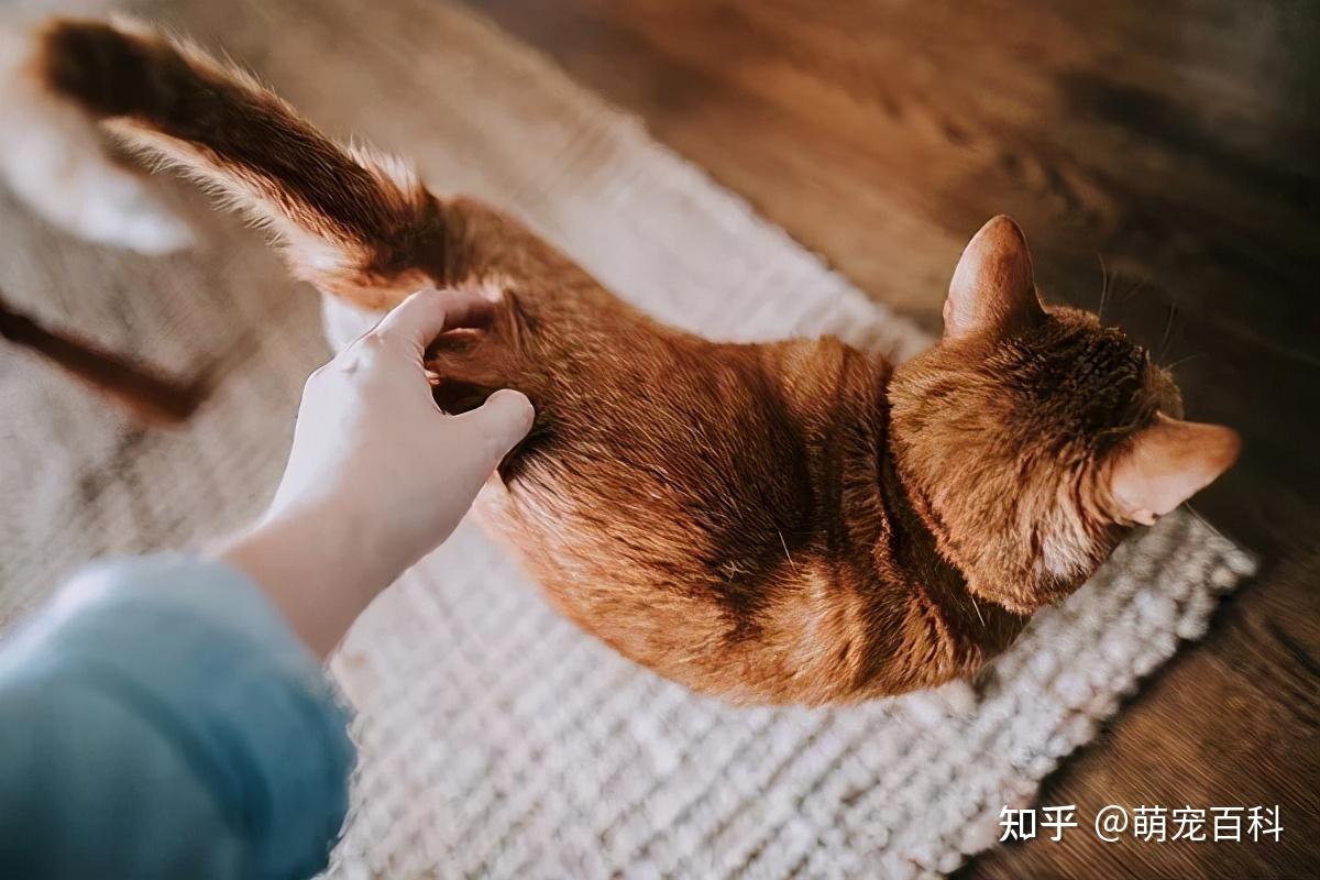 猫咪的尾巴