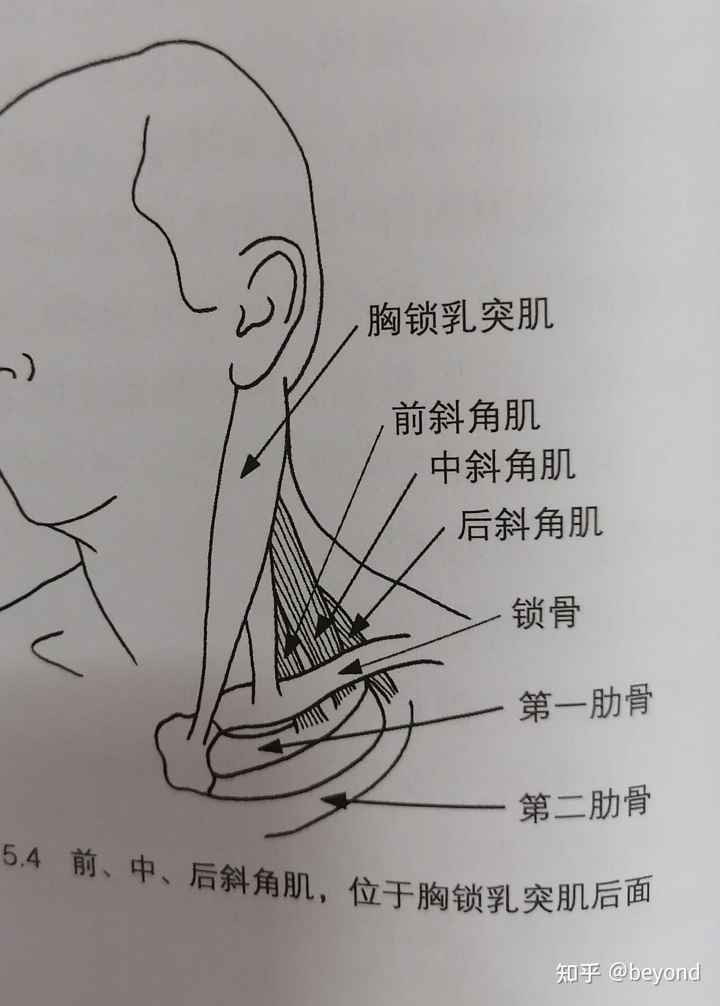 斜角肌的位置;斜角肌是帮助支撑头部