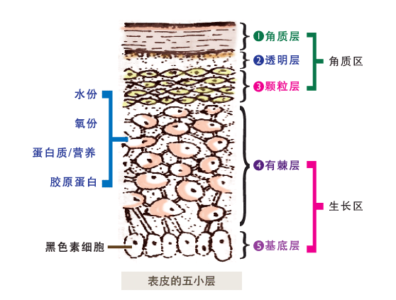 浅谈自体表皮干细胞的制备技术 - 知乎