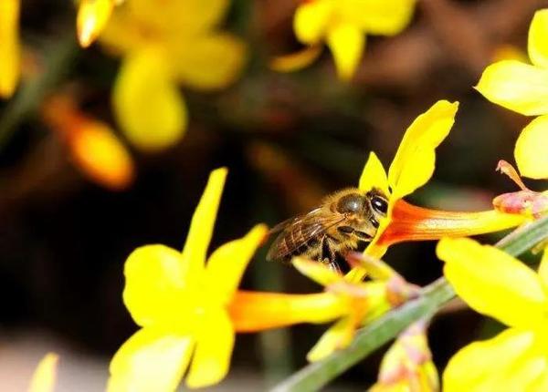 暗藏 致死量 花粉 这些看不见花的植物让数亿过敏者痛不欲生 知乎