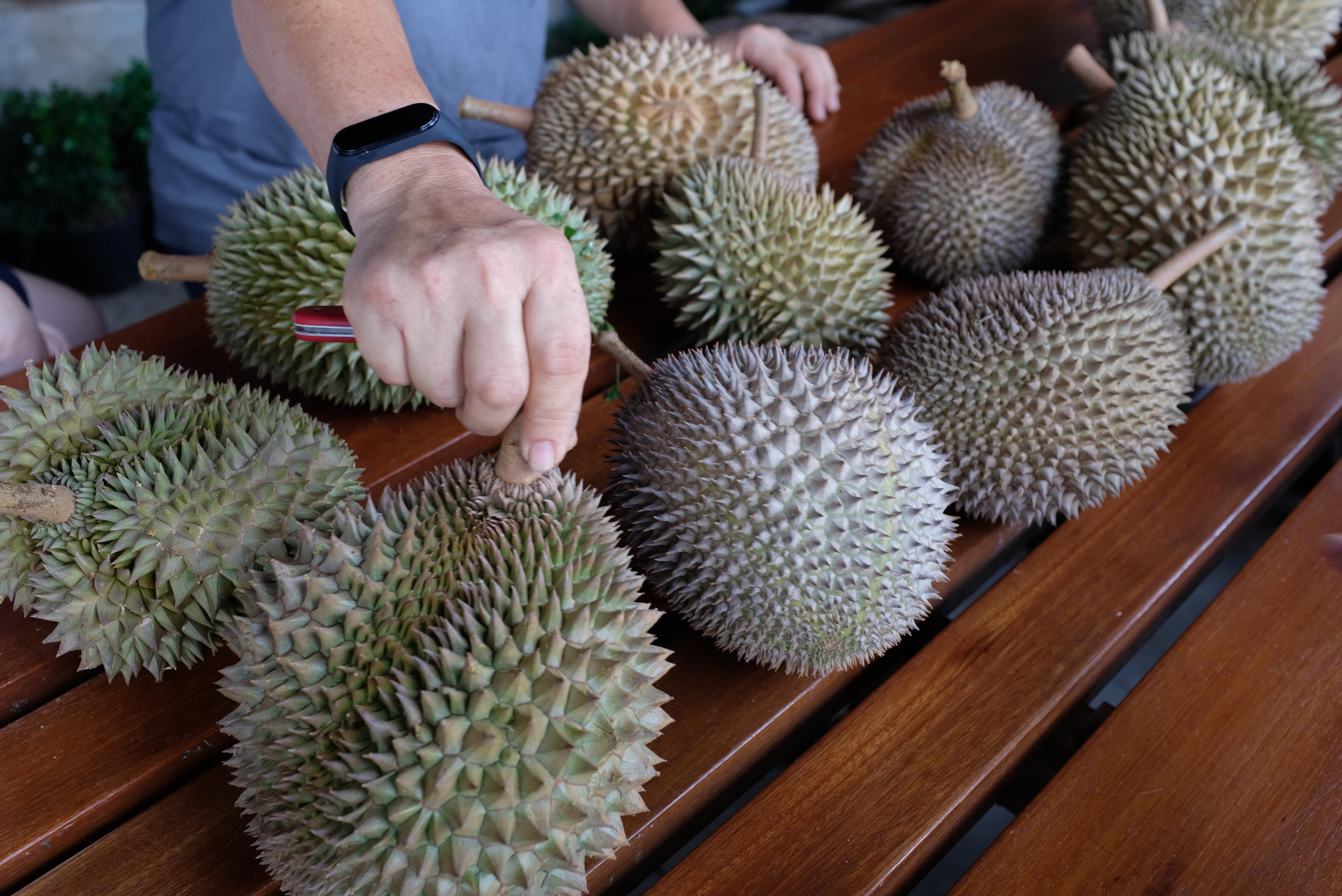 不用去马来西亚在国内你就能吃上正宗猫山王榴莲