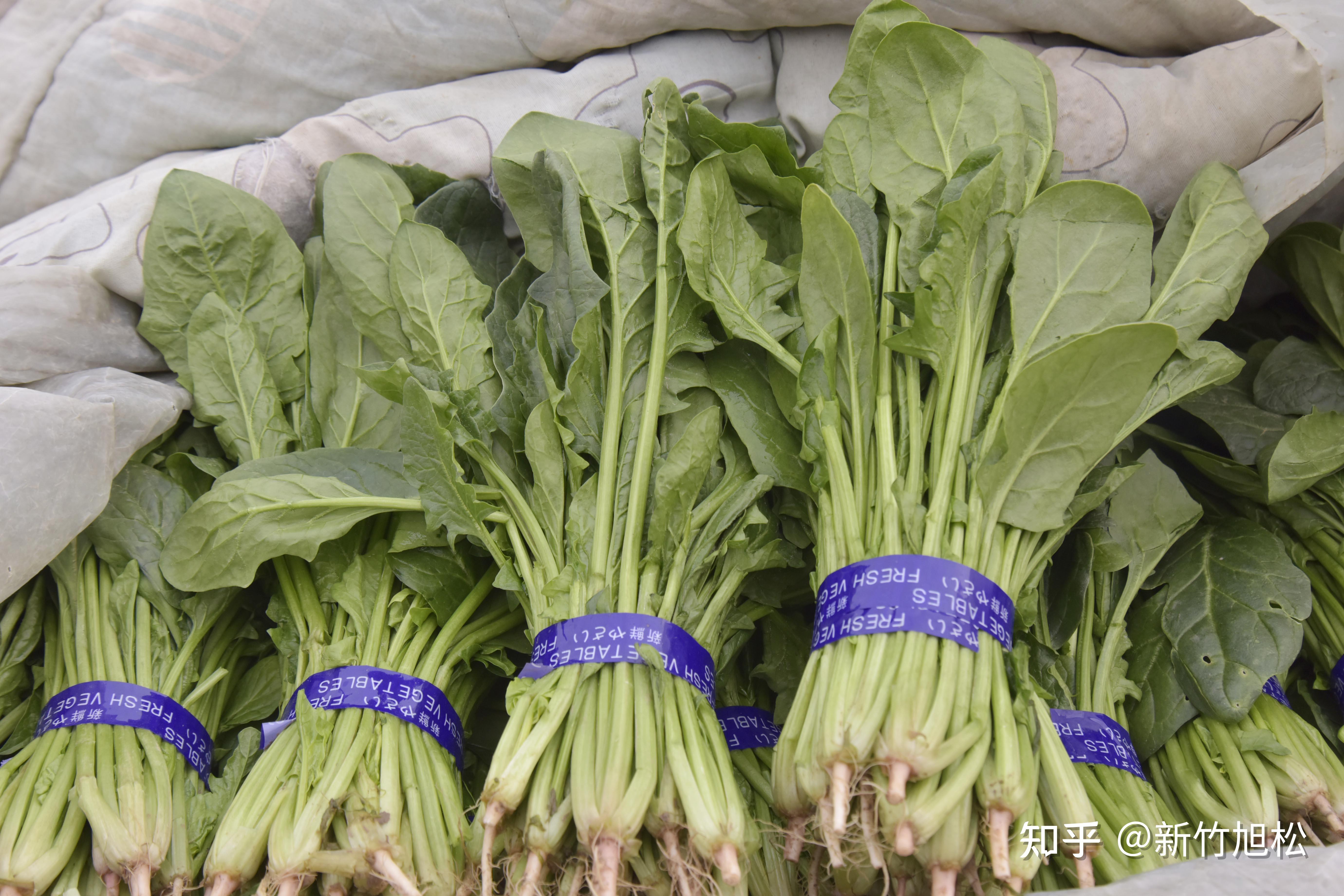 给首都冬季菜篮子增绿添彩的水叶菜