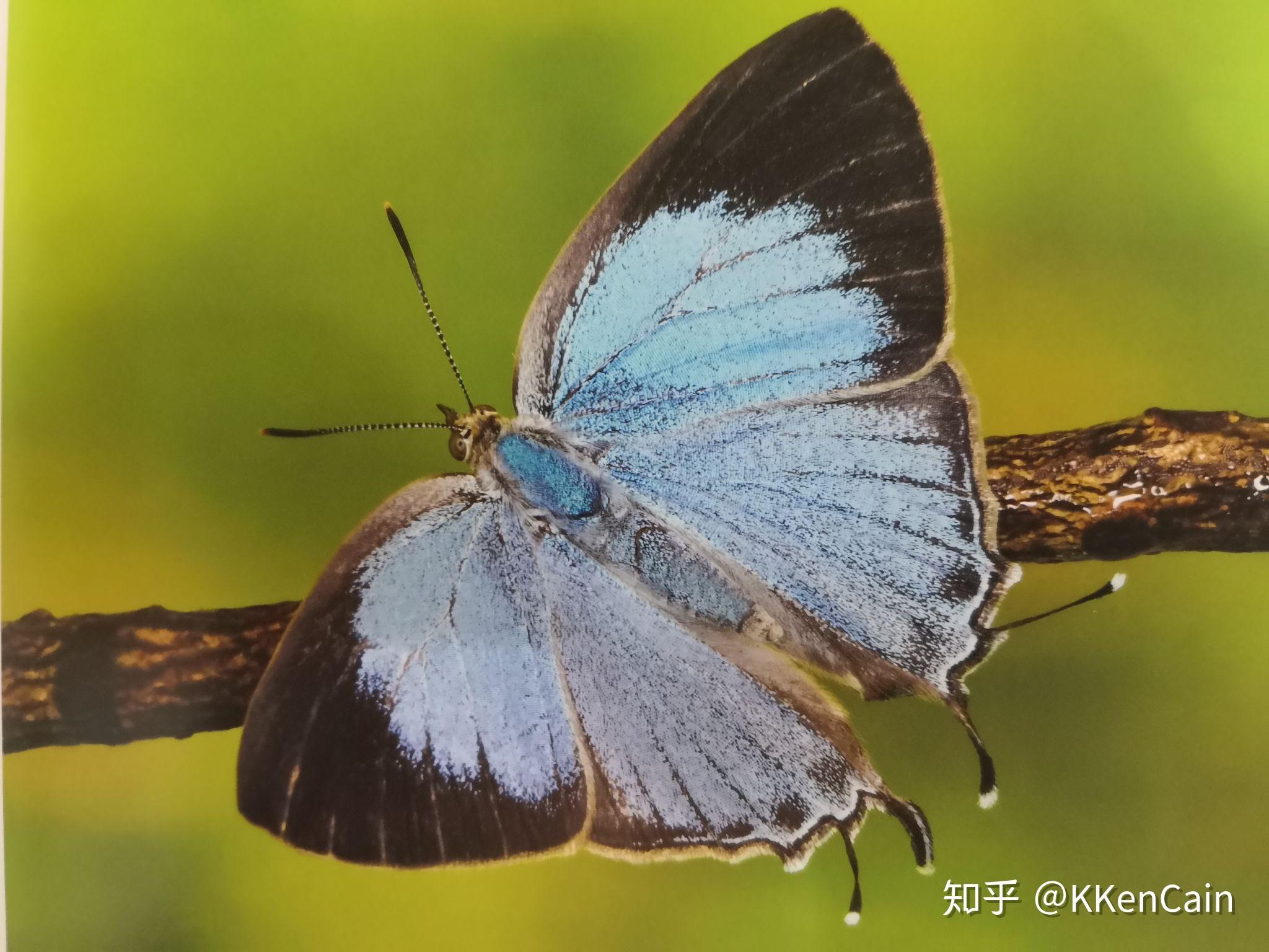 天然蝴蝶标本真蝴蝶昆虫标本教具教学标本已展翅品种多样-阿里巴巴