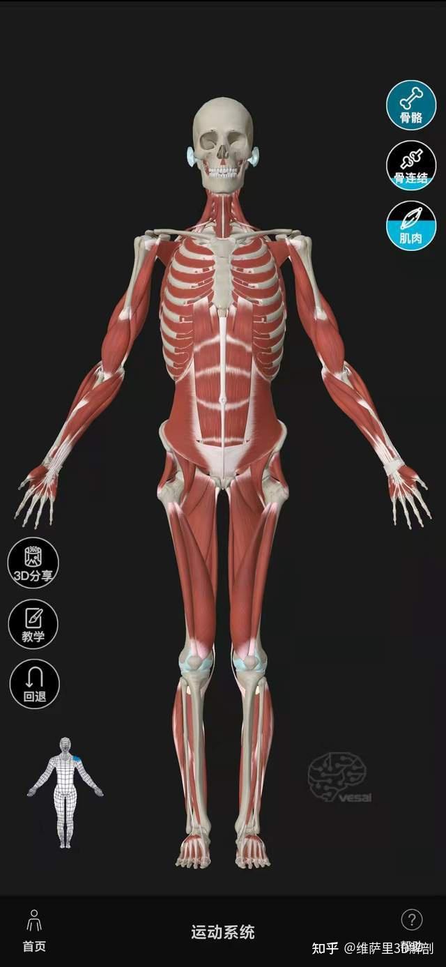 1,3d人体解剖模型整体人:男女整体人,皮神经分布,肌肉起止点,全身骨学