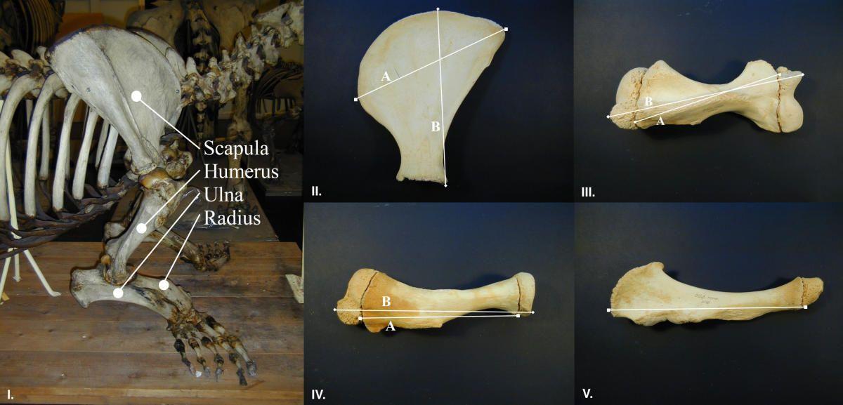科学家测量了海象鳍中的四块骨头的尺寸,发现"右利手"海象的右鳍骨骼