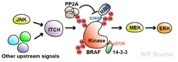 【精品解读】黑色素瘤细胞中ITCH/BRAF/MEK/ERK通路，超多WB实验！ - 知乎