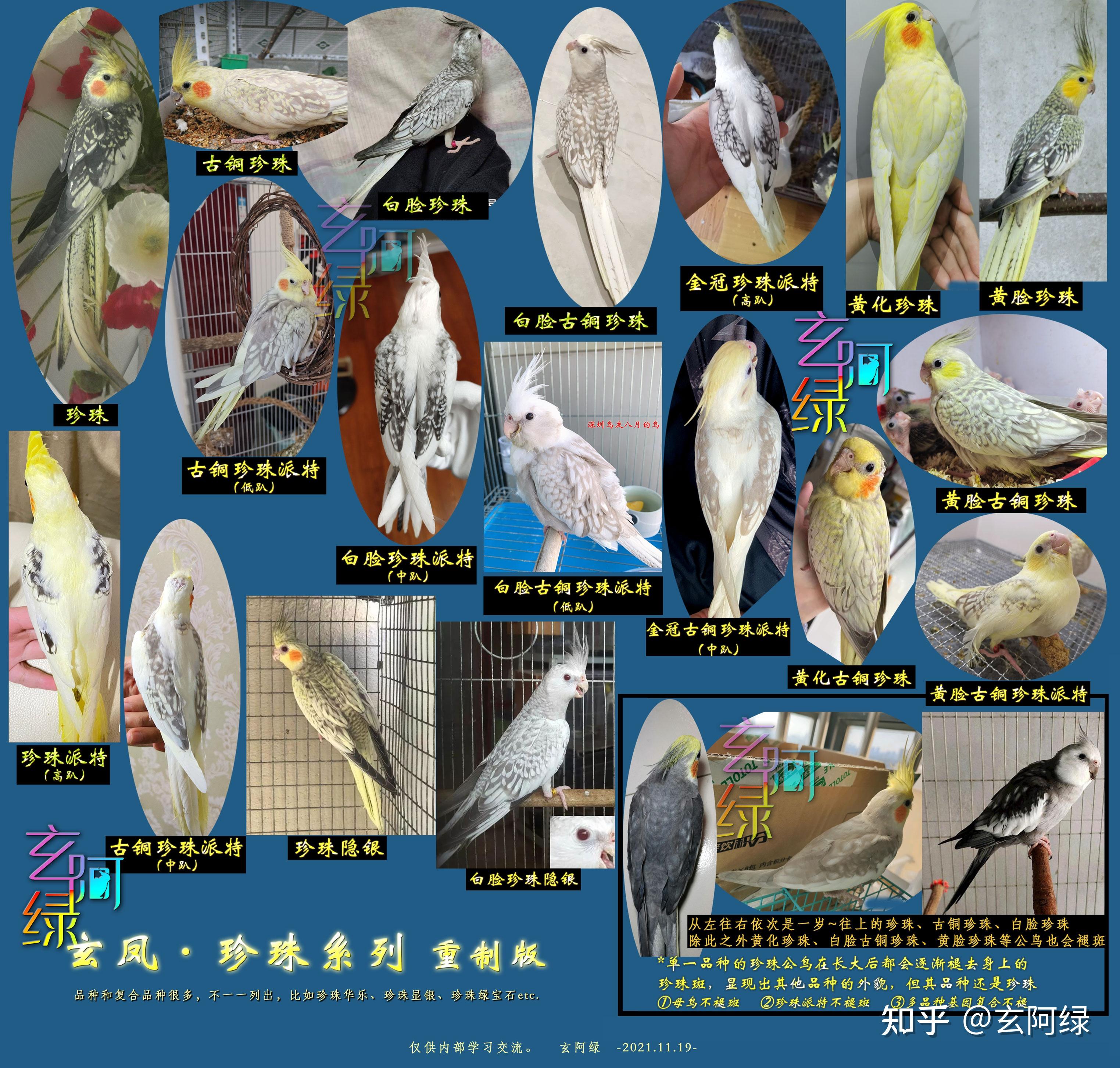 玄凤鹦鹉品种细分图片