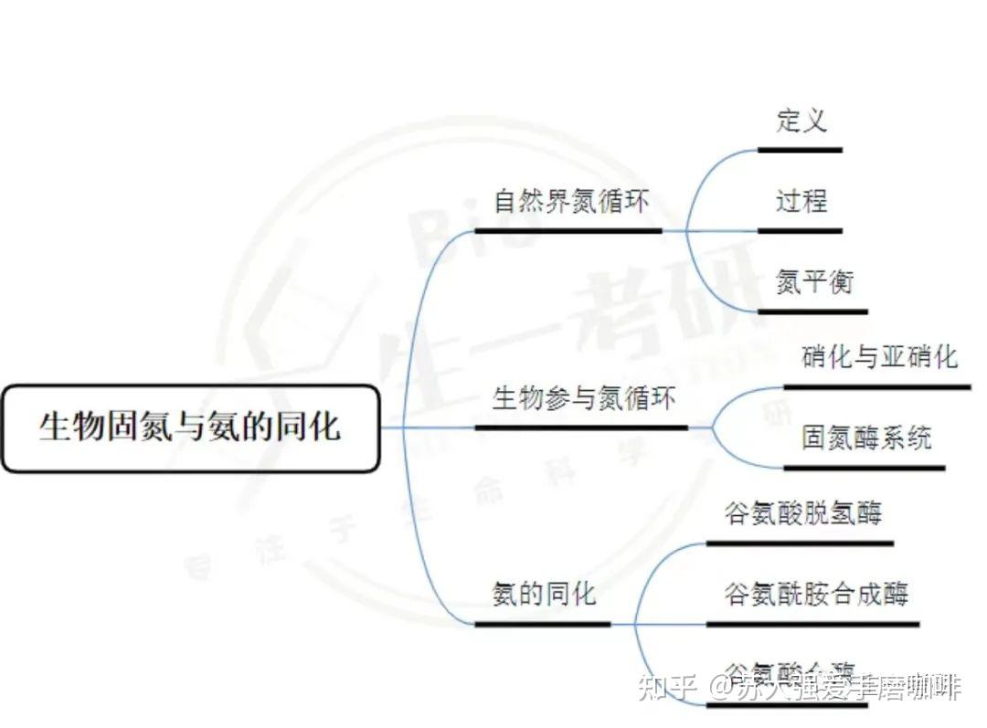 氨基酸代谢思维导图图片