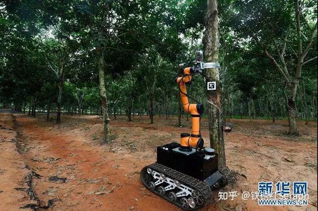 中国割橡胶都有机器人了,以后东南亚种橡胶树赚钱,中国出口割胶机器人