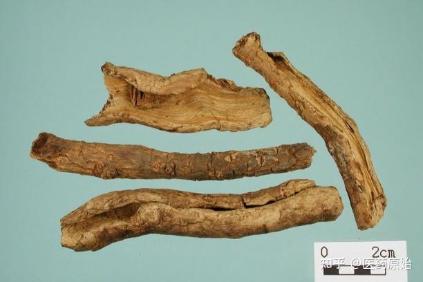 带你识别香加皮