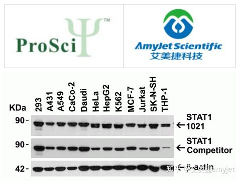 類似的stat1α表達譜,其中1021針對c端結構域,競爭抗體針對c端結構域