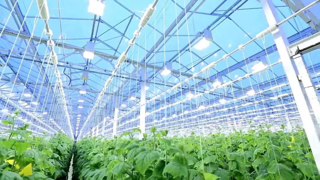 info-1-1 LED植物照明市场 - 知乎
