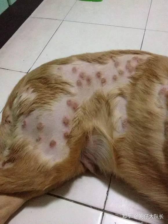 狗狗得了皮肤病怎么办怎么区分真菌螨虫湿疹皮炎脓皮症
