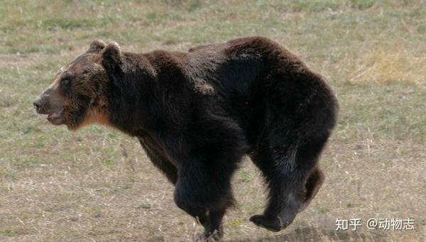 虎熊真相1老虎是熊的天敌吗浅析远东地区虎对两种熊的捕食