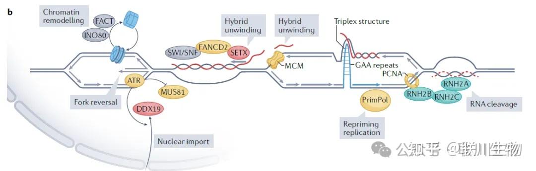 万字综述:R-Loops和RNA-DNA杂合片段的起源、机制及生物学意义 - 知乎