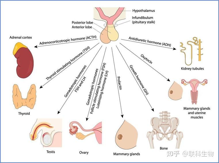 oxytocin nickname图片