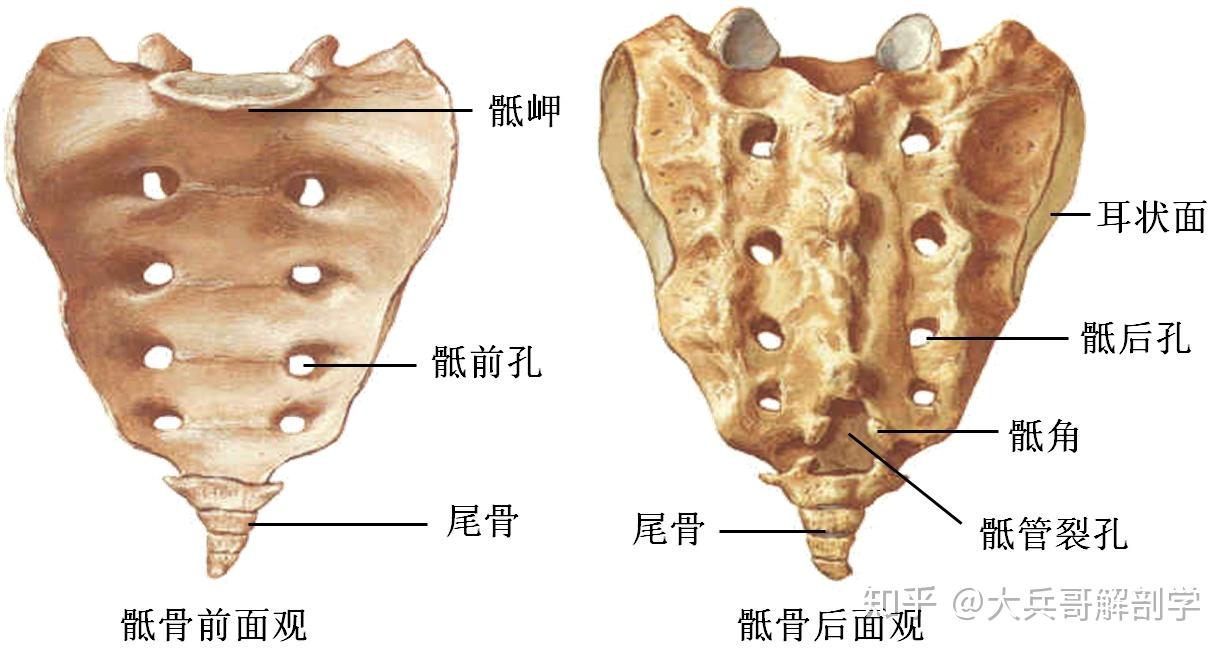 骶管裂孔,裂孔两侧向下的突起称骶角,为骶管麻醉的定位标志;外侧部上