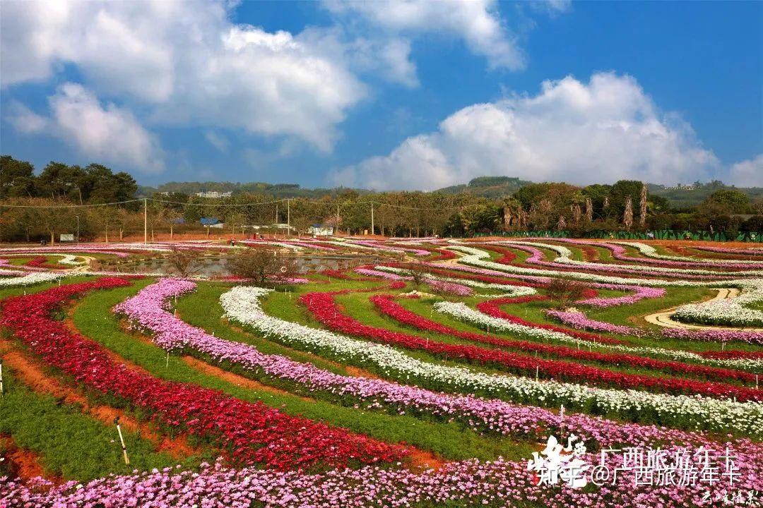 南宁梦幻梯田花海五彩格桑绚烂如画广西旅游年卡