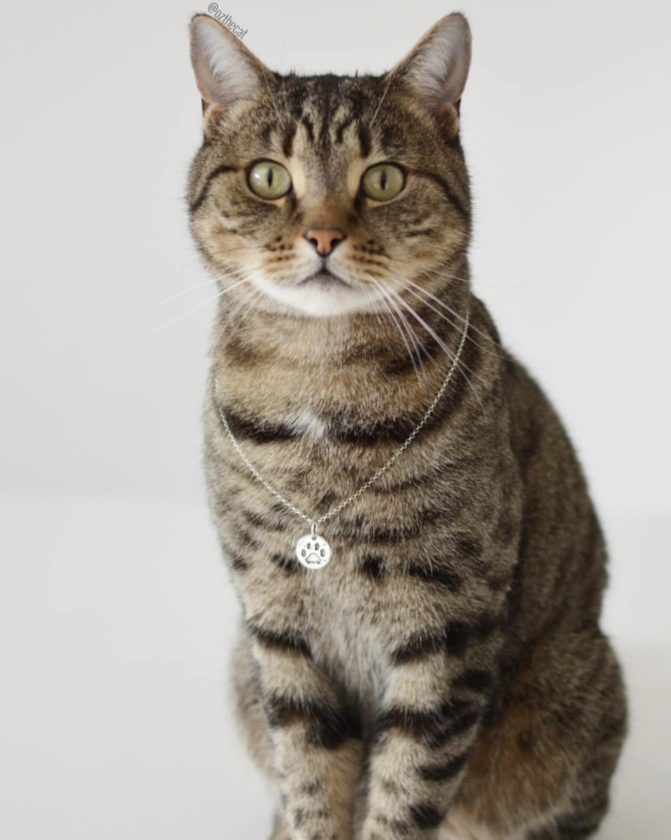 出生在6月1日的它,是一只双子座的精分猫是英短的发源地,虎斑纹的配色